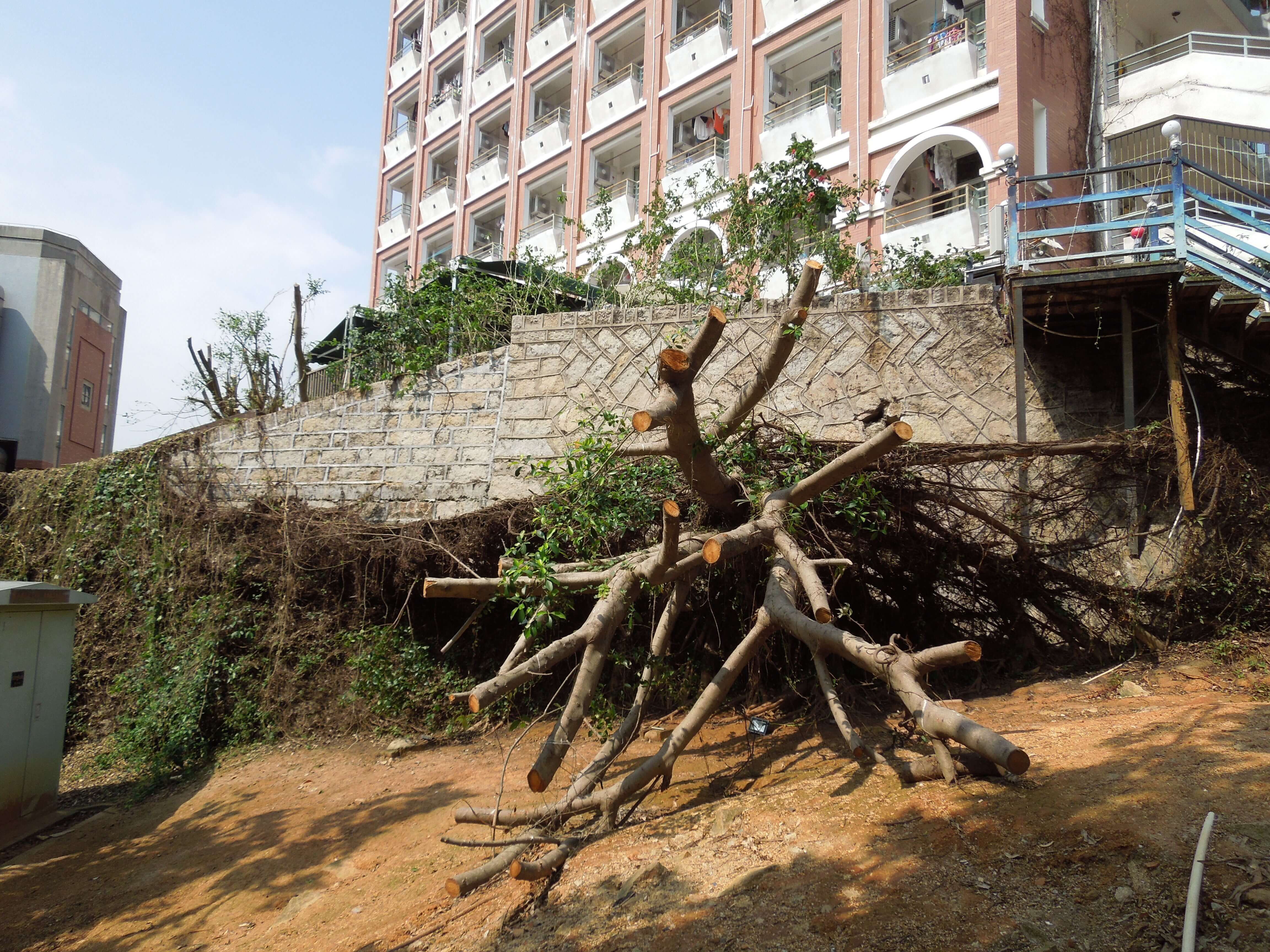 厦大宿舍被台风刮倒的树